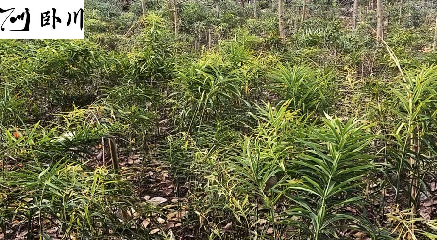 黄精种植基地,提供黄精批发,苗圃批发,种植技术-泰然黄精基地开发案例